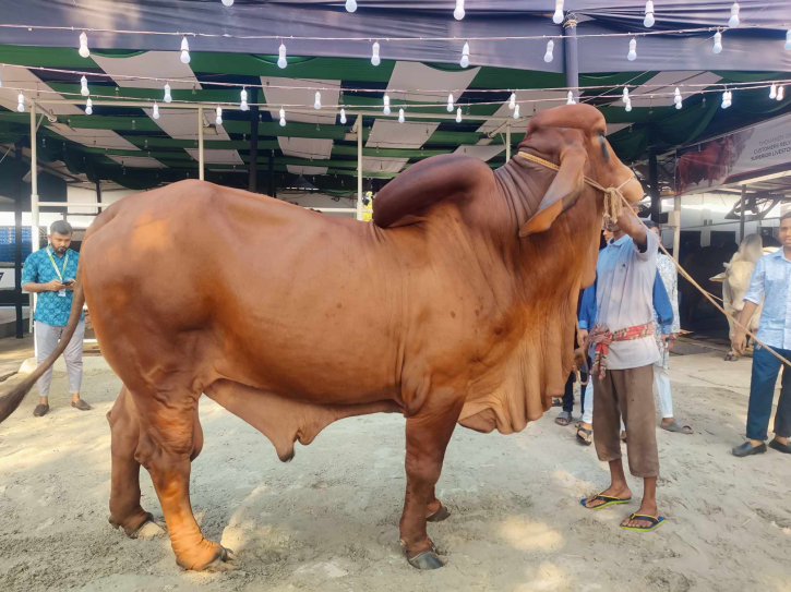 ঈদুল আজহা: সিদ্ধিরগঞ্জে হামজার মূল্য হাঁকা হচ্ছে অর্ধকোটি