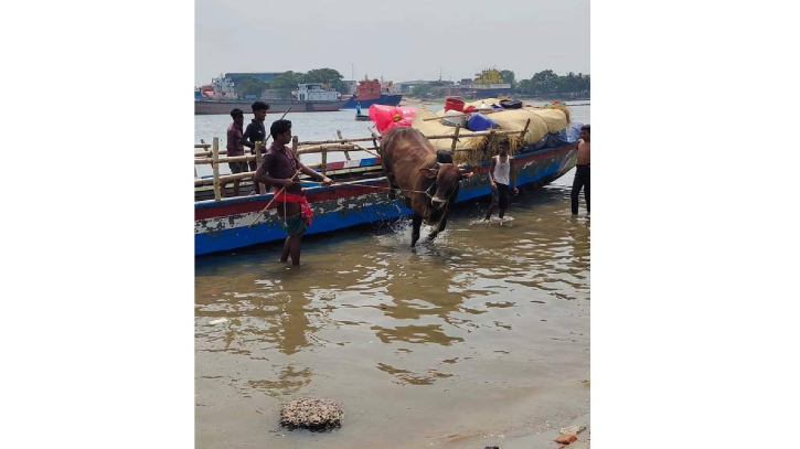 নদীপথে আসছে কোরবানির পশু, সতর্ক নৌ পুলিশ