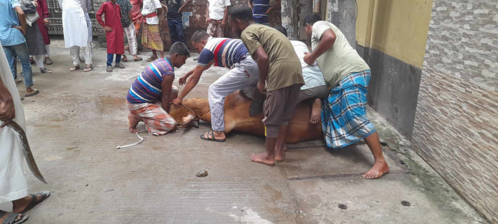 ত্যাগের মহিমায় নারায়ণগঞ্জে পশু কোরবানি