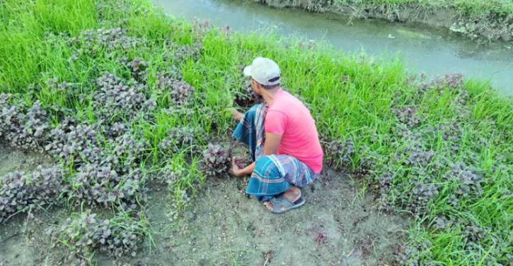 সিদ্ধিরগঞ্জে ৮০ হাজার বাসিন্দার মধ্যে মাত্র দুজন কৃষক